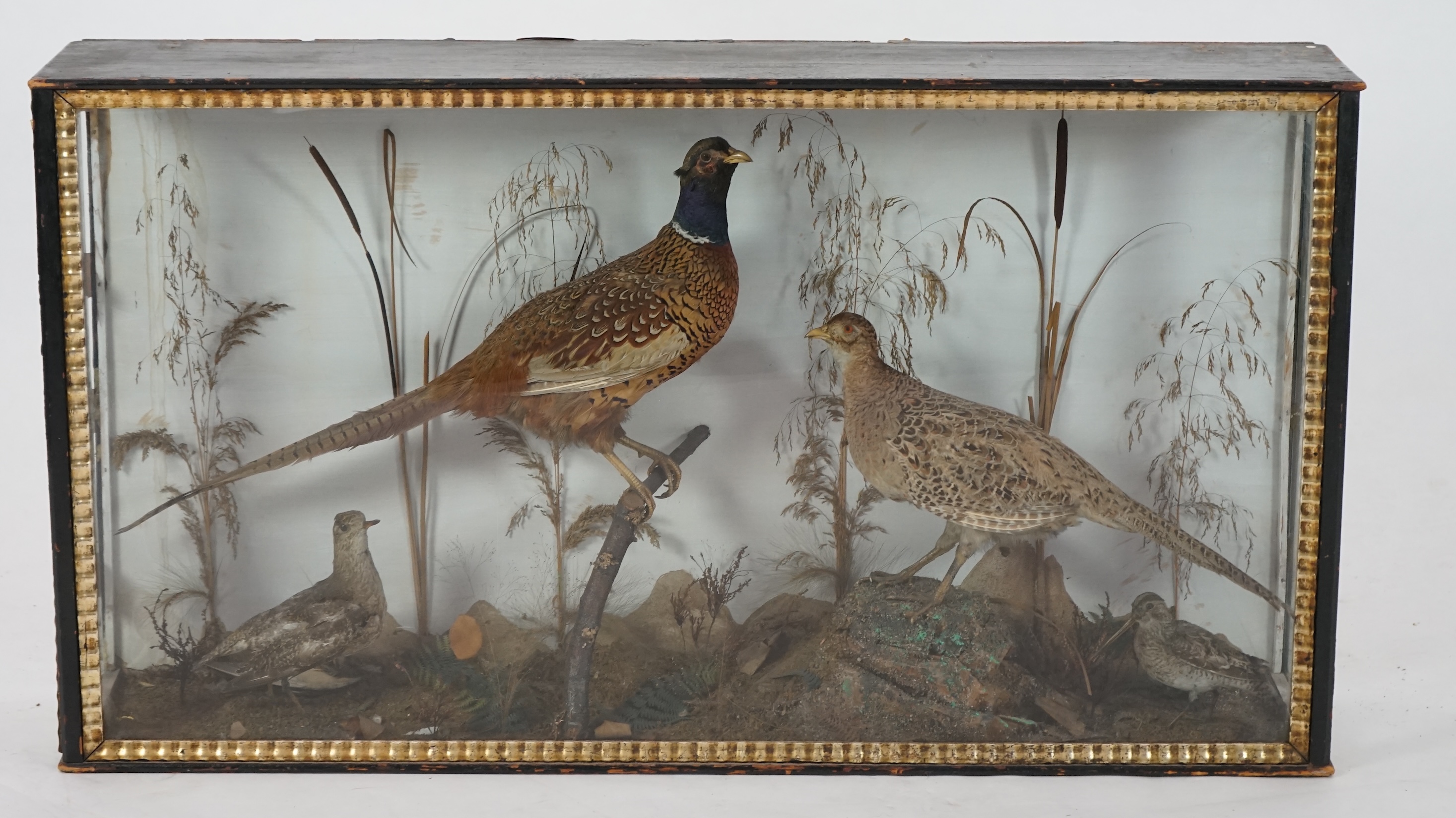 A large late Victorian taxidermy display of a cock and hen pheasant, together with a woodcock and plover, in naturalistic setting, 126cm wide, 24cm deep, 69cm high. Condition - fair